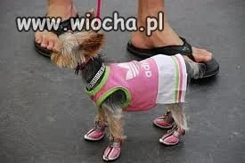 Jak się podoba ?