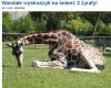 Nie mam słów na takie rzeczy