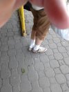 Koko, koko skarpety do pantofli spoko!