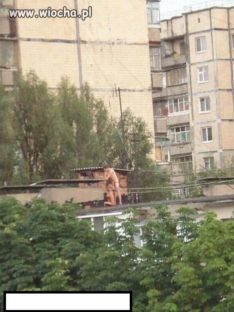 Oj tam...