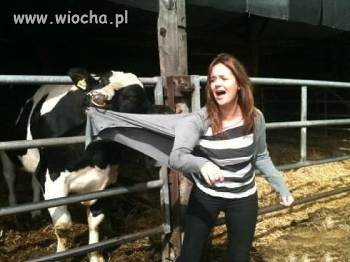 Chciała mieć focię. Krowa się nie dała 