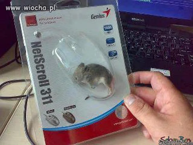Myszka?..