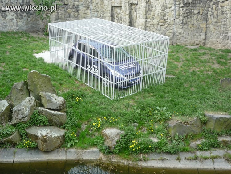 Wiocha w Chorzowskim ZOO