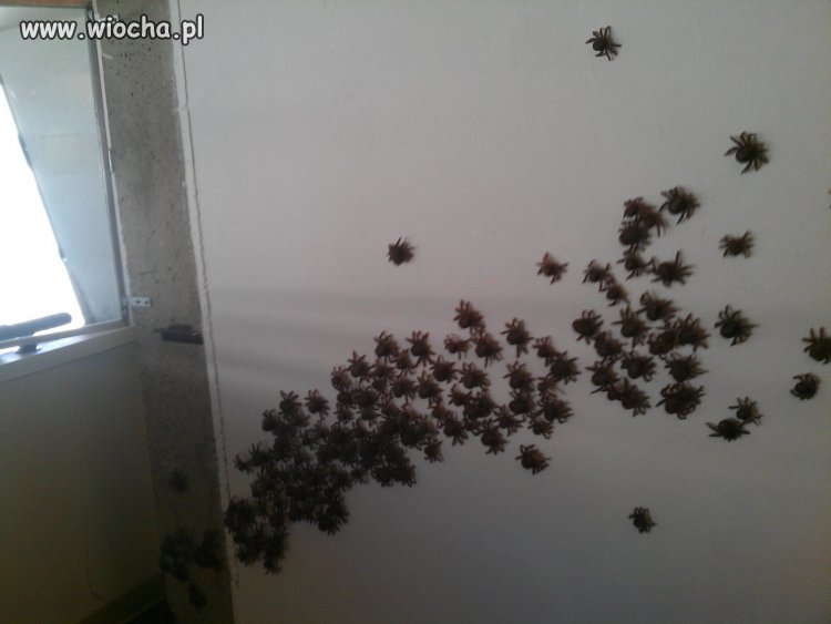 Pozdrowienia z wakacji: 