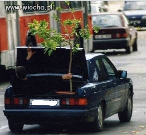 Transport jednej roślinki.