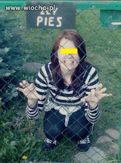 Zły pies na facebooku