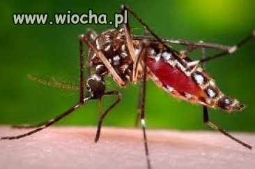 Owada wyjątkowo nie lubię 