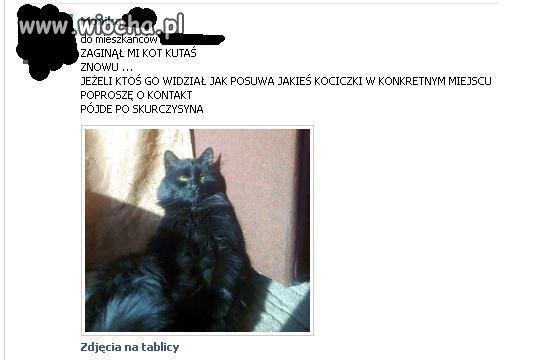 Poszukuje Kota