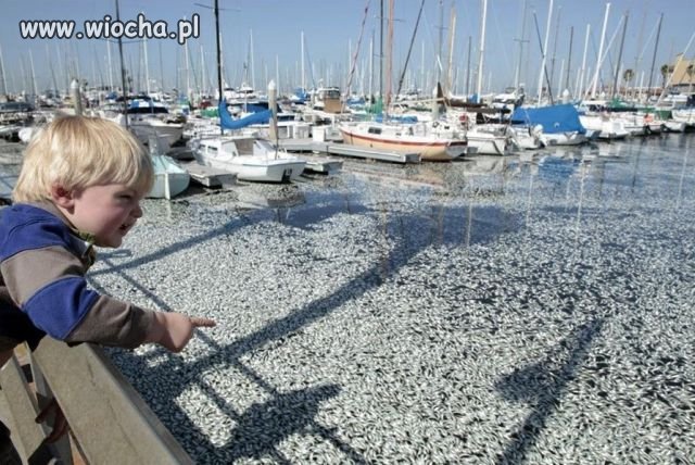 Tata zobacz morze pełne ryb