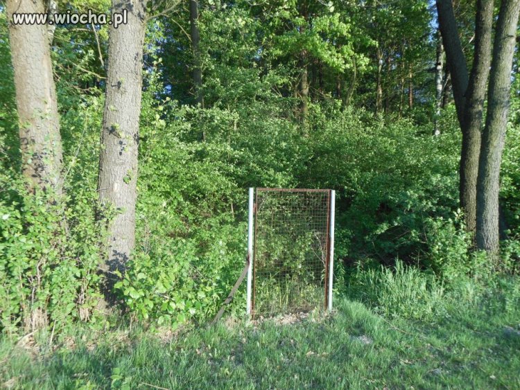 Wejście do lasu