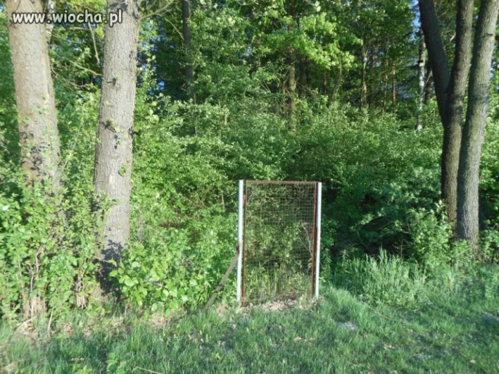 Wejście do lasu