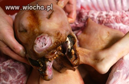 Pies, najsmaczniejszy przyjaciel człowieka...