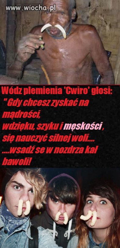 Mewa zaćwierkała z szynką