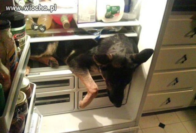 Chinska lodóweczka