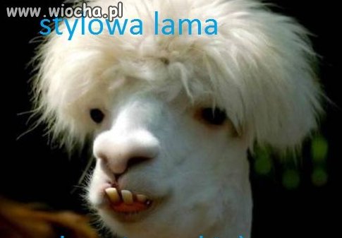 Stylowa lama