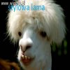 Stylowa lama