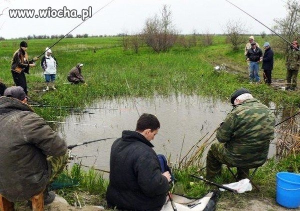 Tam ostatni raz widziano złotą rybkę
