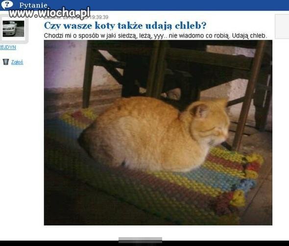 Czy wasze koty też udają chleb?