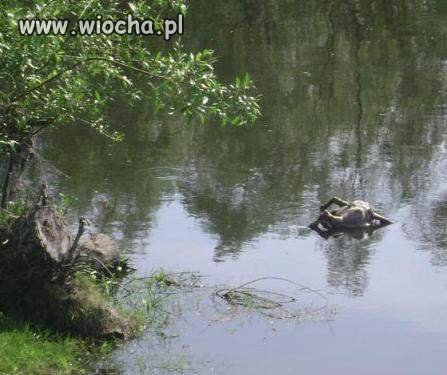 Przywiązał psa do betonowego słupka i wrzucił do wody