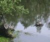 Przywiązał psa do betonowego słupka i wrzucił do wody
