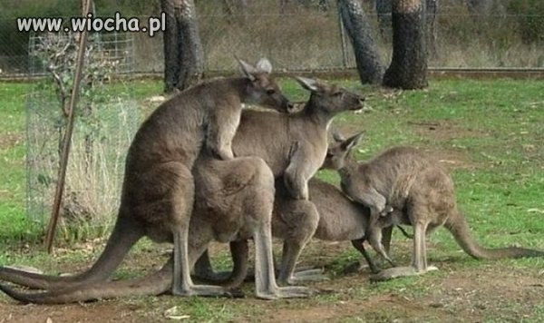 Hehehe