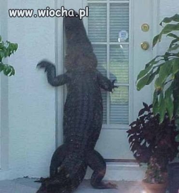 PUK PUK...-Kto tam?