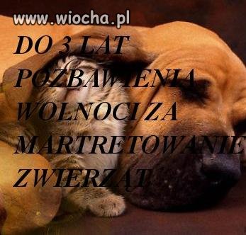 Świrów przybywa