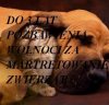Świrów przybywa