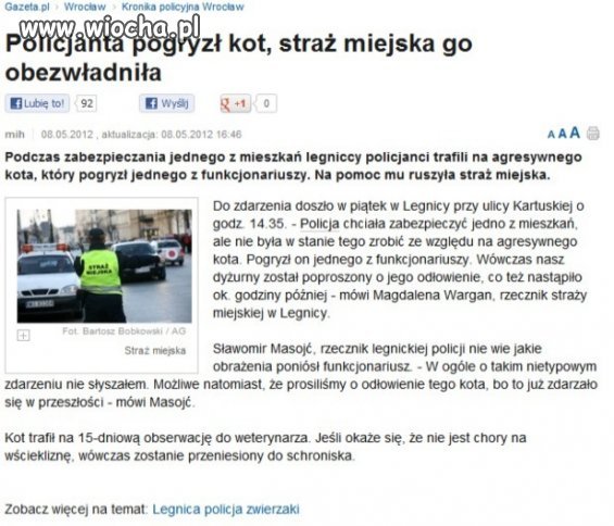 Groźny kot?