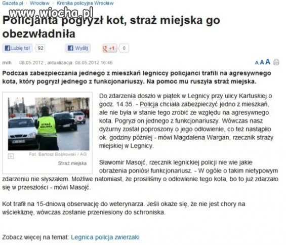 Groźny kot?