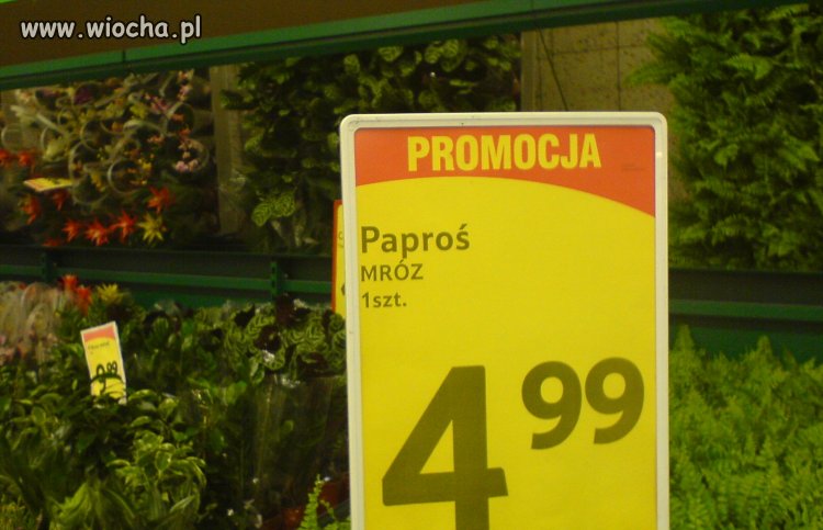 Promocyja