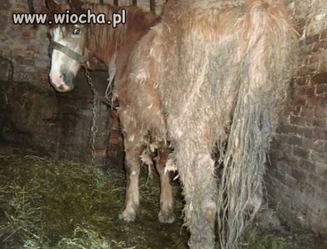 Jak dla mnie to takie rzeczy są na wiocha.pl