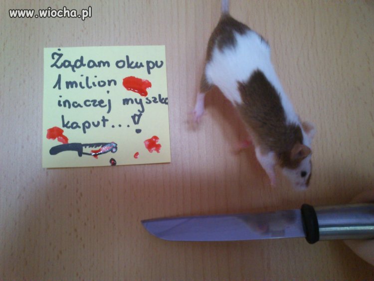 Głupota ludzka nie zna granic!