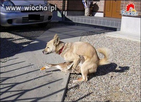 Oj oj biedna ta kaczka 