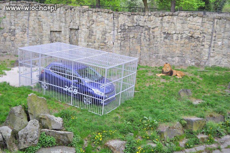 Reklama Peugeota-Chorzowskie ZOO