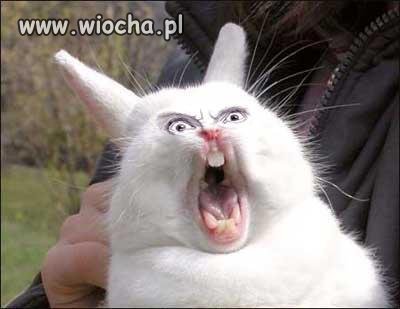 Tak wygląda króliczek...