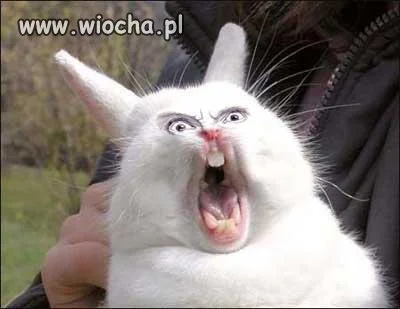 Tak wygląda króliczek...