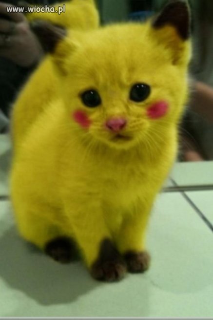 Kot pokemon...
