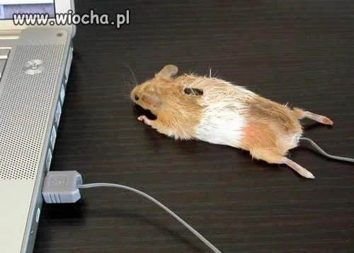 Myszka