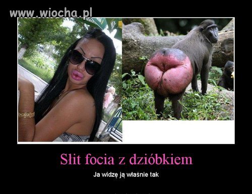 Słit focia z dzióbkiem ...