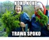 Koko koko