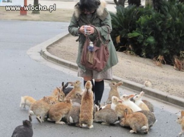 Nowy gatunek gołębi ...