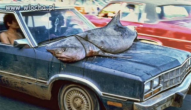 Shark?może Jack go dorwał?