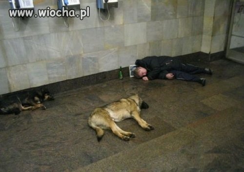 Albo człowiek się zezwierzęcił...