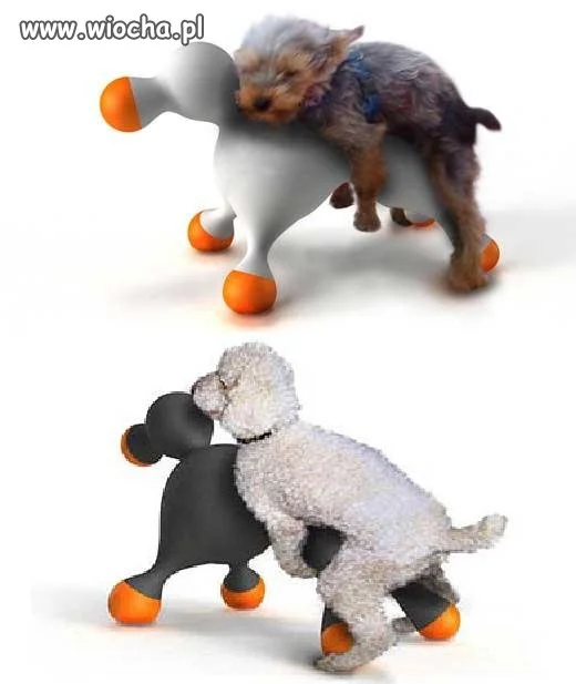 Pieskie życie...