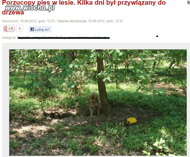 Jak nie chciał psa, mógł oddać do schroniska