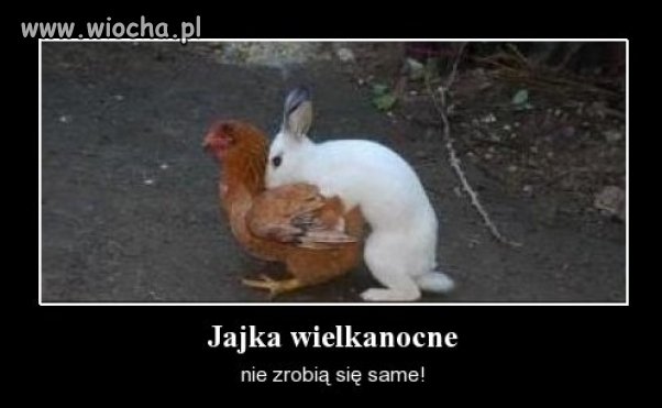 Oceńcie to sami 