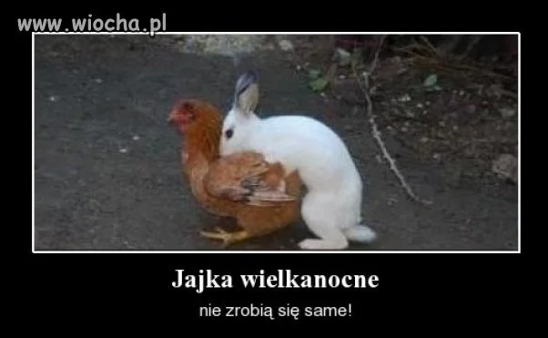Oceńcie to sami 