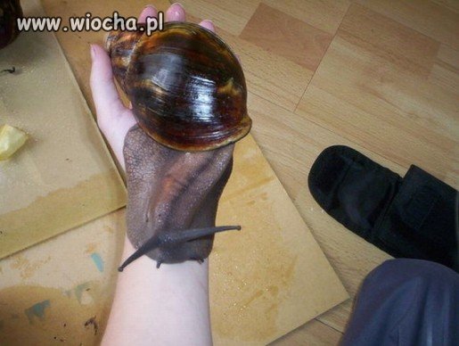 Ale wielki...