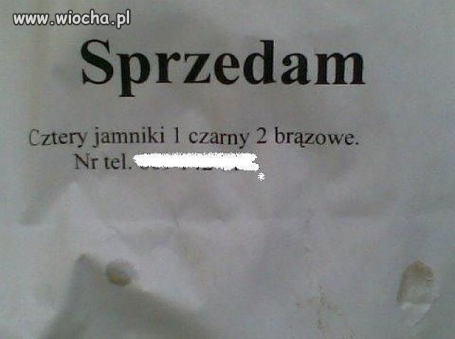 Sprzedam 4 jamniki